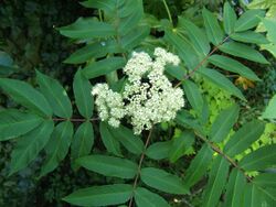 Sorbus sargentiana1.jpg