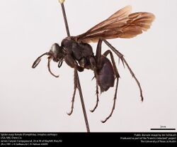 Spider wasp female (Pompilidae, Anoplius aethiops) (40931028642).jpg