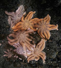 Starfish orgy (Stichaster australis).jpg