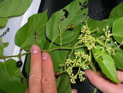 Starr 060810-8539 Cissus verticillata.jpg