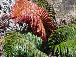 Starr 081014-0250 Sadleria cyatheoides.jpg