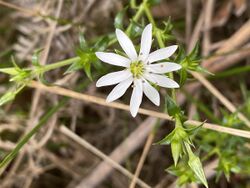 Stellaria pungens flower.jpg