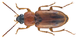 Stenolophus (s.str.) abdominalis persicus Mannerheim, 1844 (21139630831).png