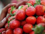 Strawberries for sale at Mahabaleshwar.jpg