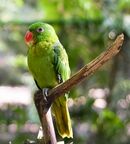 Green parrot with blue back and red beak
