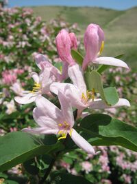 Tartarian Honeysuckle Flowers (3598143554).jpg