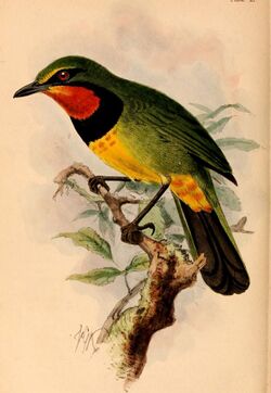Telophorus quadricolor 1884.jpg
