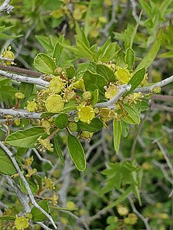 Texas Snakewood.jpg