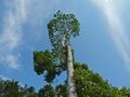 Timbangan (Artocarpus tamaran) (8082540008).jpg