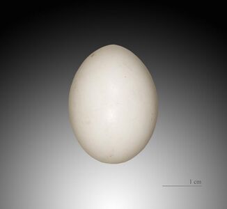 Egg in the collection of Muséum de Toulouse