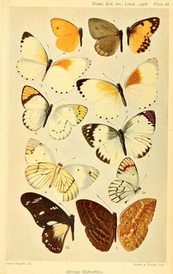 TransactionsoEntomological Society1906Plate2.jpg