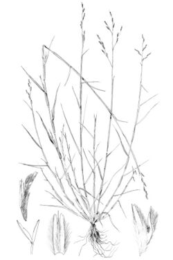 Triplasis purpurea LS-1899.jpg