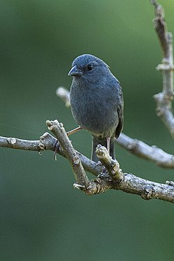 Uniform Finch - Itatiaia - Brazil MG 0139 (23095835690).jpg