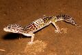 West Indian leopard gecko Eublepharis fuscus by Krishna Khan Amravati.jpg