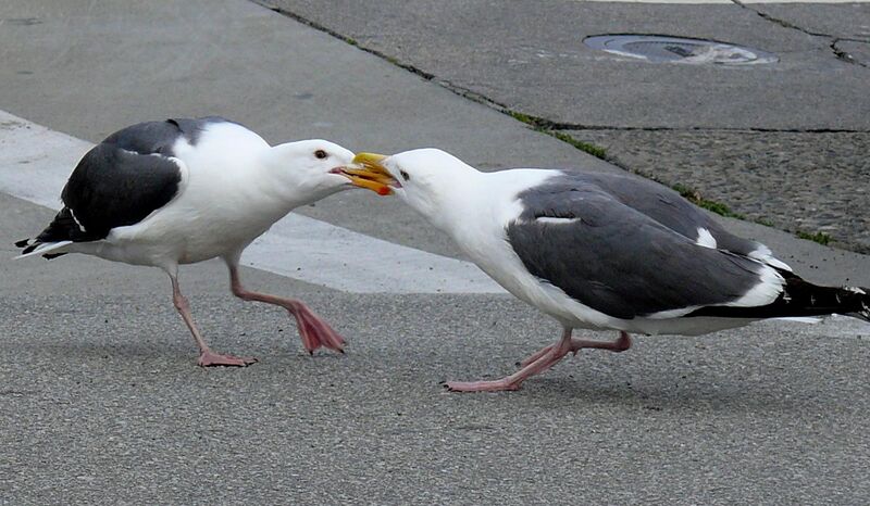 File:Western Gulls fighting for mates.jpg