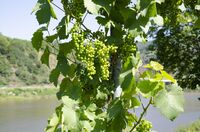 Wine grapes Mosel 2018 (2).jpg