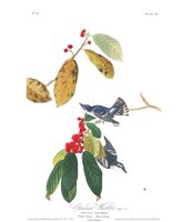 "Azure Warbler" in Birds of America