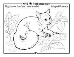 "Ekgmowechashala zancanelli" is a small lemur-like adapid primate that lived during the Oligocene. It is shown in a hackberry (c597f714-cbbc-4fe7-b4c0-fb5b5462331c).png