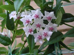 美麗毬蘭 Hoya bella -香港公園 Hong Kong Park- (9240227808).jpg