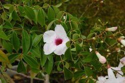 2007 pandorea jasminoides 3.jpg