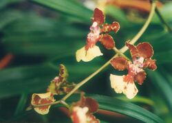 A and B Larsen orchids - Trichocentrum haematochilum 680-17.jpg