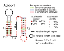 File:Acido-1-RNA.svg