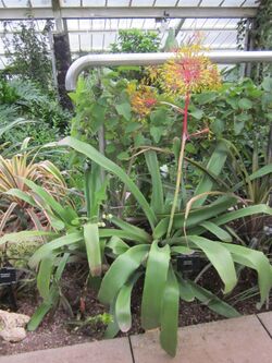 Aechmea leptantha - Kew gardens - a.jpg