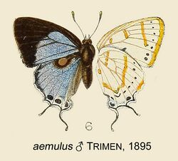 AemulusTrimen1895OD.jpg