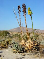 desert vegetation