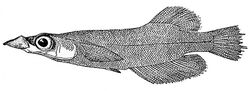 Andrianichthys kruyti 2.jpg