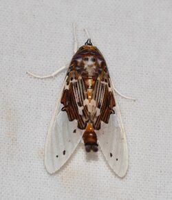 Arctiid Moth (Idalus vitrea) (38573012240).jpg