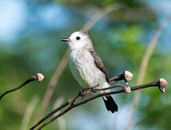 Arundinicola leucocephala -Piraju, Sao Paulo, Brasil -female-8.jpg