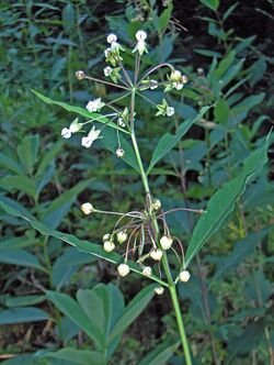 Asclepias exaltata (2985661678).jpg