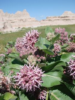 Asclepias speciosa1jakesmome.jpg