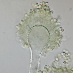 Aspergillus flavus.jpg