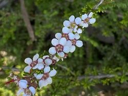 Baeckea grandiflora.jpg