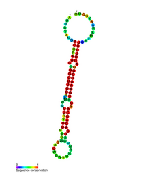 Bantam microRNA secondary structure.png