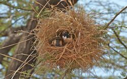 Black-capped social weavers building nest.jpg