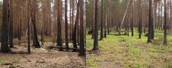 Boreal pine forest after fire.JPG