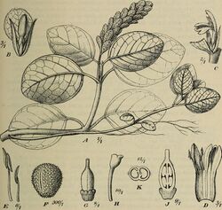 Botanische Jahrbücher für Systematik, Pflanzengeschichte und Pflanzengeographie (1912) (14761595354).jpg