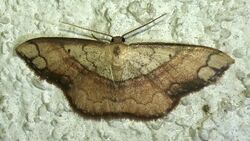 Brown moth with striped pattern.jpg