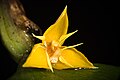 Bulbophyllum flavofimbriatum J.J.Sm., Bull. Jard. Bot. Buitenzorg, sér. 3, 11 143 (1931) (45501056744).jpg