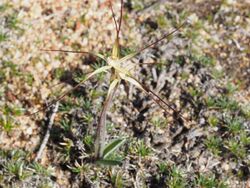 Caladenia dimidia habit.jpg