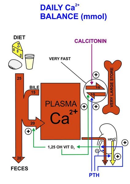 File:Calcium balance 2.jpg