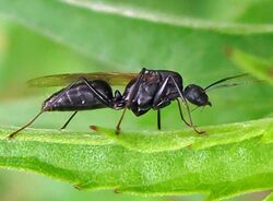 Camponotus pennsylvanica male 1 IMG 9572.jpg