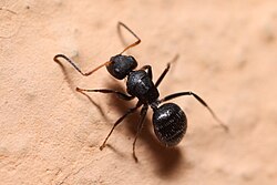 Camponotus senex 253542719.jpeg