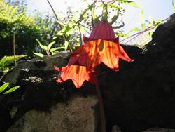 Canarina canariensis aragorn05.JPG