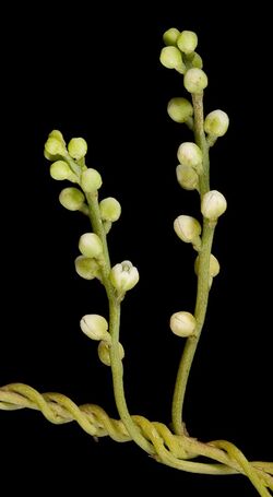 Cassytha racemosa forma racemosa - Flickr - Kevin Thiele.jpg