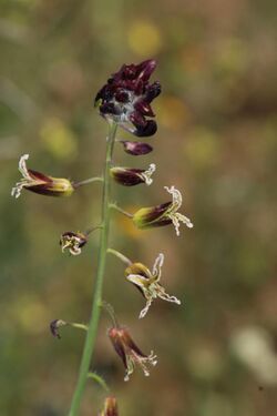 Caulanthus coulteri 7900.JPG