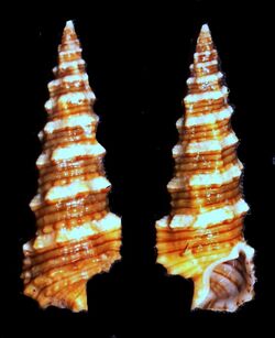 Cerithium lifuense.shell001.jpg